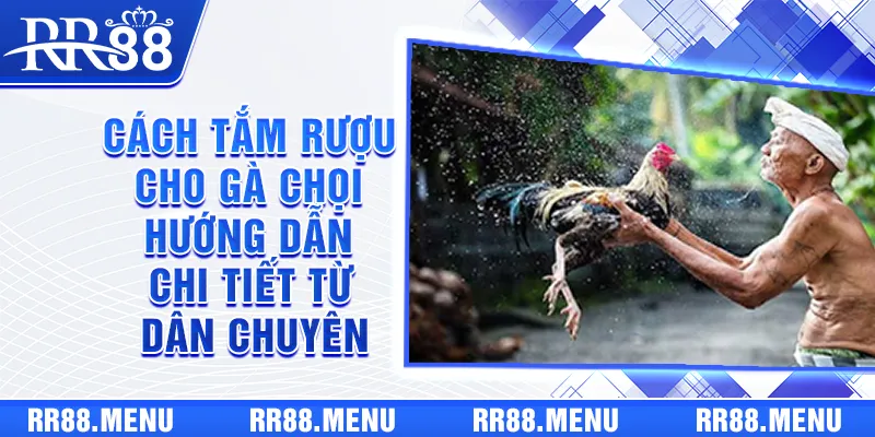 Cách Tắm Rượu Cho Gà Chọi - Hướng Dẫn Chi Tiết Từ Dân Chuyên