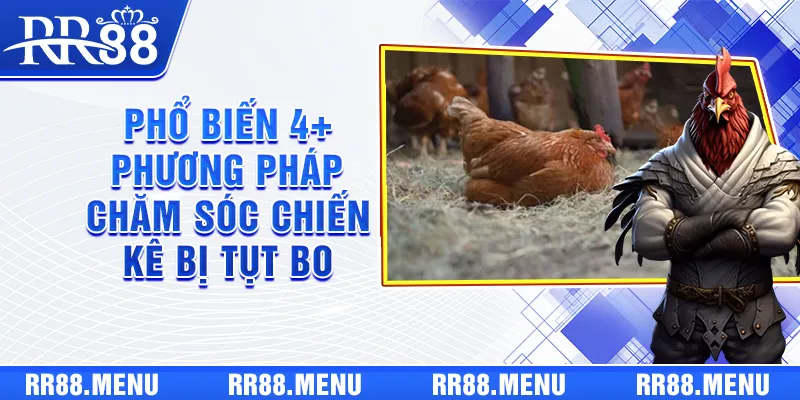 Phổ biến 4+ phương pháp chăm sóc chiến kê bị tụt bo