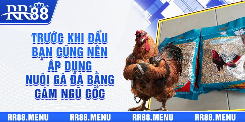 Trước khi đấu bạn cũng nên áp dụng nuôi gà đá bằng cám ngũ cốc