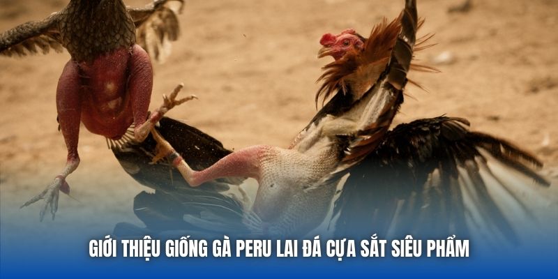 Giới thiệu giống gà Peru lai đá cựa sắt siêu phẩm