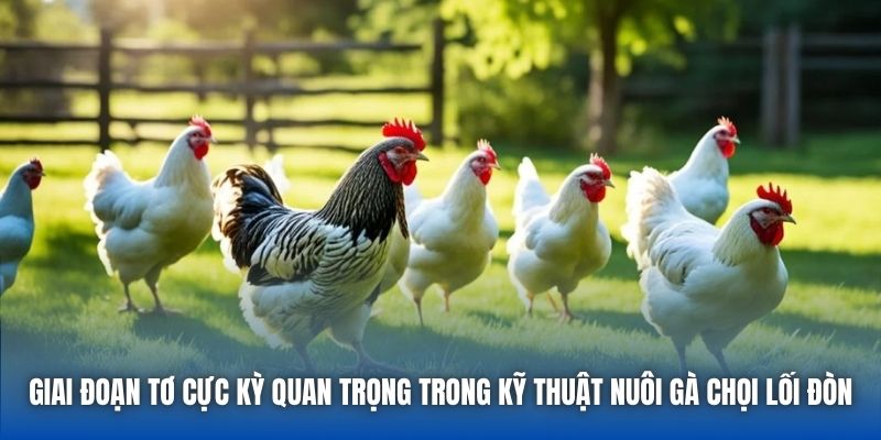 Giai đoạn tơ cực kỳ quan trọng trong kỹ thuật nuôi gà chọi lối đòn