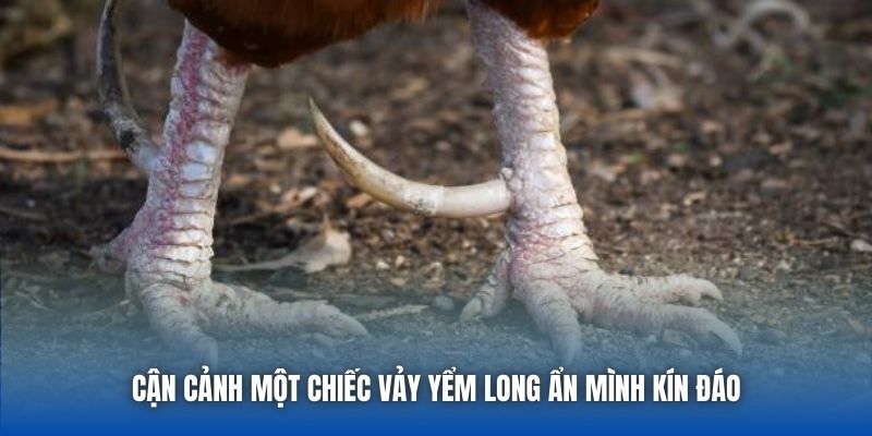 Cận cảnh một chiếc vảy Yểm Long ẩn mình kín đáo